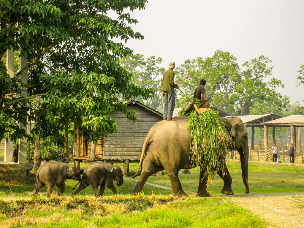 ethics-elephants-nepal