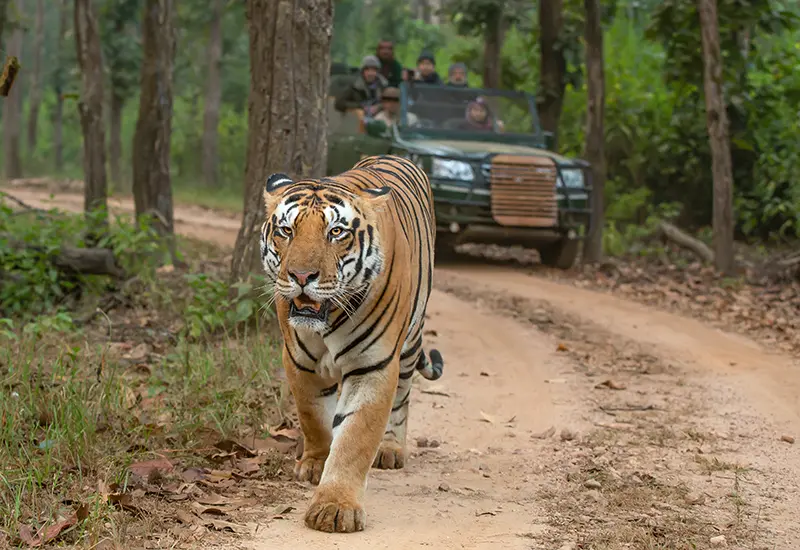 All-round-tiger-safari-in-kanha-india