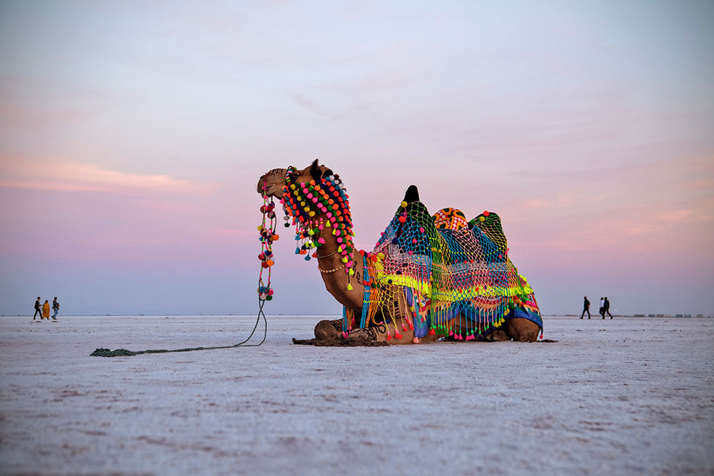 Great Rann Of Kutch 14