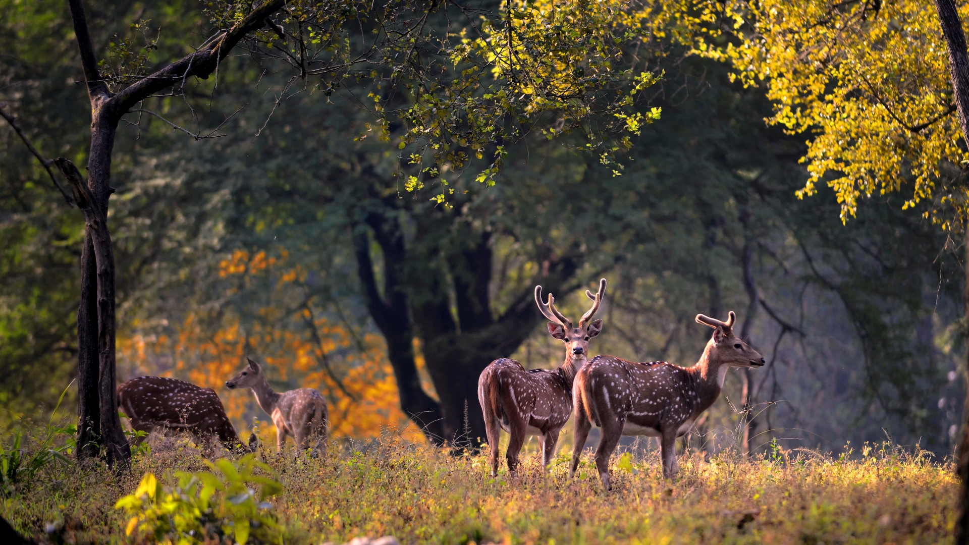 Kanha-National-Park (1)