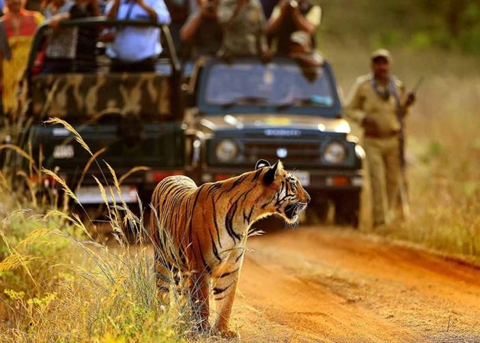 PANNA TIGER SAFARI TOUR 1 1