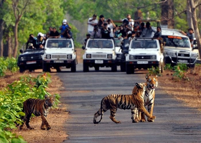 PANNA TIGER SAFARI TOUR 2 2