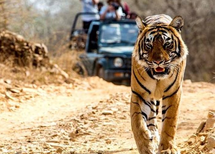 PANNA TIGER SAFARI TOUR 3 3