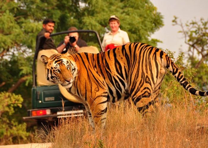 PANNA TIGER SAFARI TOUR 4 4
