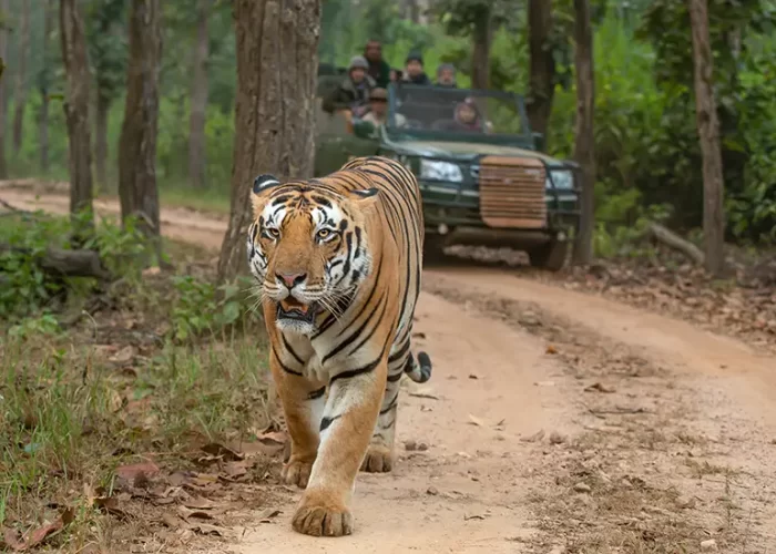 All-round-tiger-safari-in-kanha-india