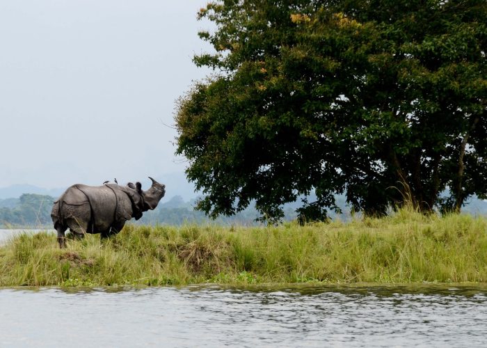 Nagaon, July 07, 2017: An adult male one horned rhino takes shelter on highland during flood  at Kaziranga National Park in Bagori range of nagaon district of Assam on Friday. Photo by Diganta Talukdar