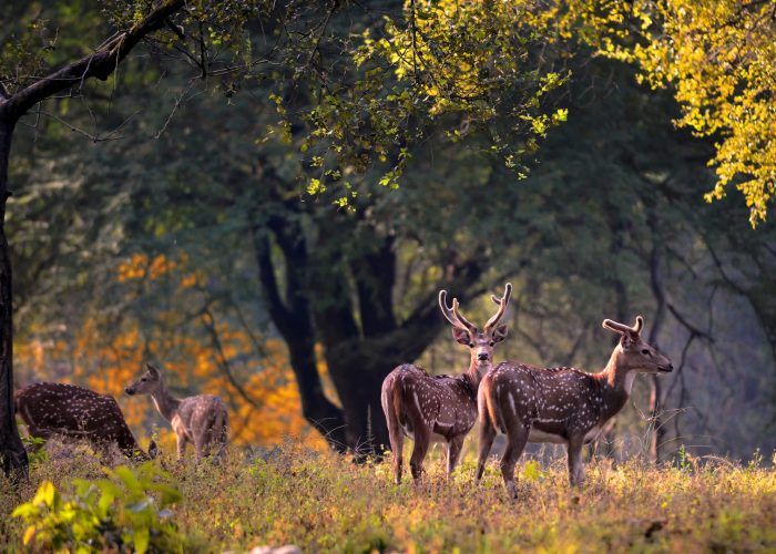 Kanha-National-Park (1)