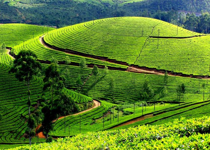 Munnar tea