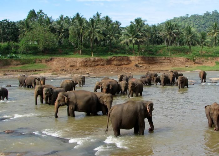 Sri Lanka Tour Package 4 Pinnawala_01