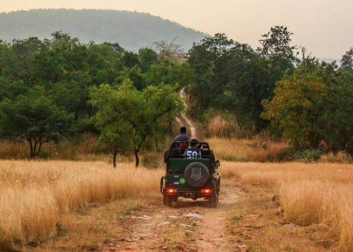 Safari-at-Panna-National-Park