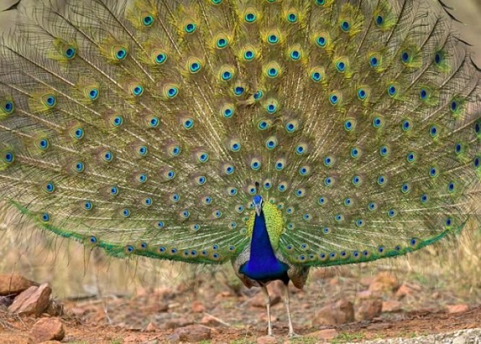 Kanha National Park 3 kanha-tour