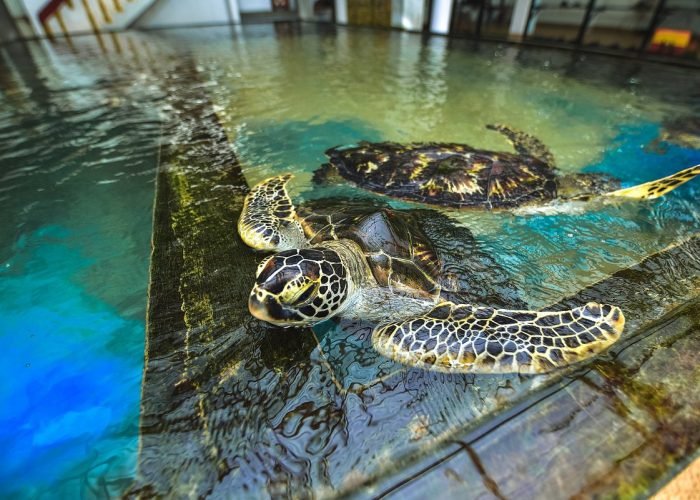 Sri Lanka Tour Package 6 sea-turtle-farm-and-hatchery